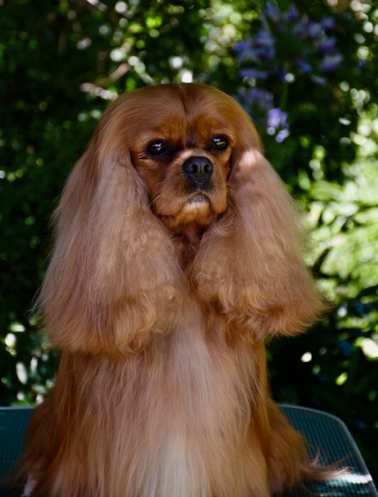CH MATMOR SOCIETY HEIR (Beckham)