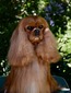 CH MATMOR SOCIETY HEIR (Beckham)
